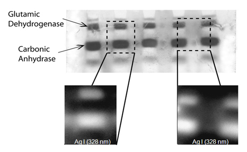 Imaged gel